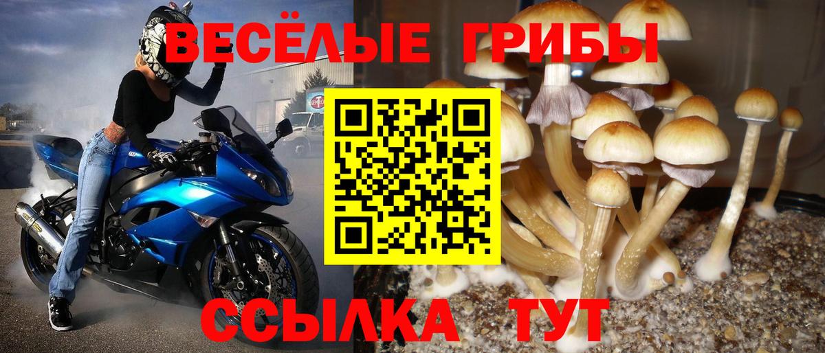 Псилоцибиновые грибы GOLDEN TEACHER  Вход с VPN  Псилоцибиновые грибы мицелий  Кольчугино 